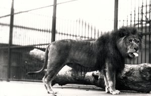 Lion nommé 